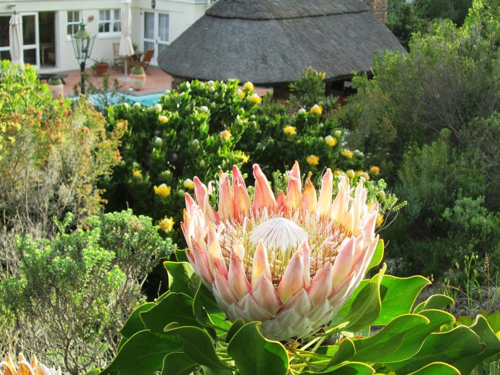 Von Abercron Residence Hermanus Værelse billede